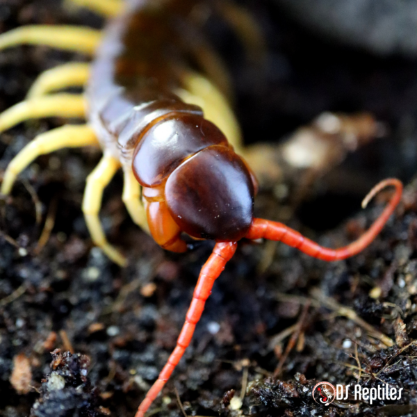 scolopendra subspinipes